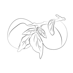 Apricots Leaves Branch Free Coloring Page for Kids