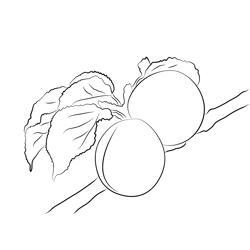 Apricots Tee Free Coloring Page for Kids