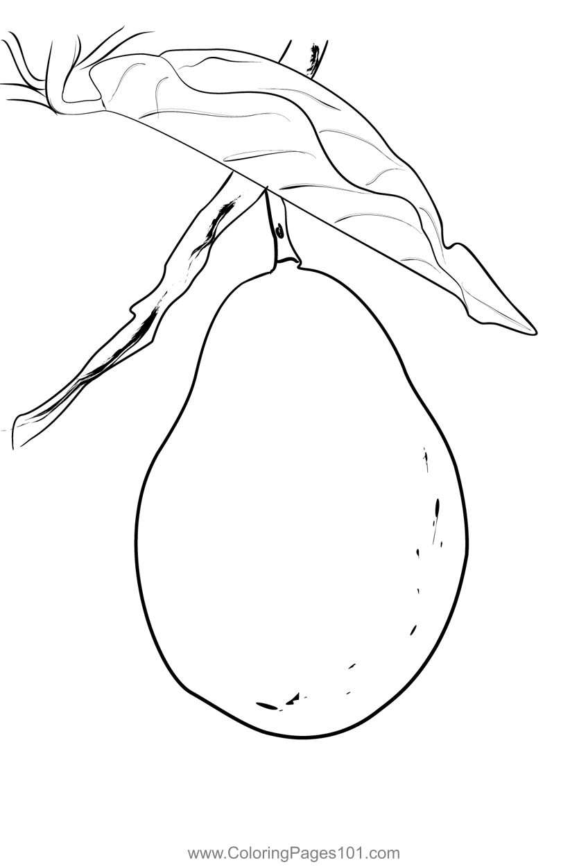 Avocado 2