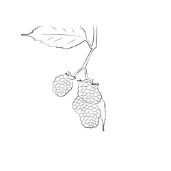 Black And Red Blackberry fruit Free Coloring Page for Kids