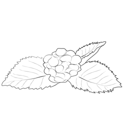Blackberry 1 Free Coloring Page for Kids