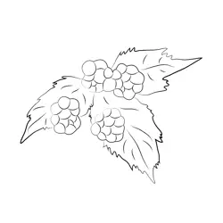 Blackberry Fruit Tree Ripe Bramble Free Coloring Page for Kids