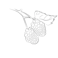 Blackberry Fruit Free Coloring Page for Kids