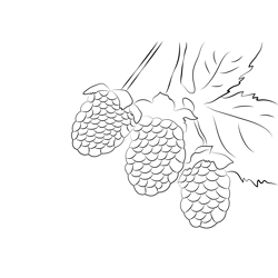 Blackberry Nutrition Facts Free Coloring Page for Kids