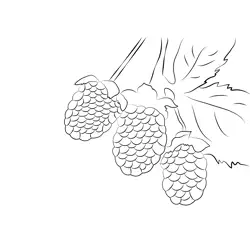 Blackberry Nutrition Facts Free Coloring Page for Kids