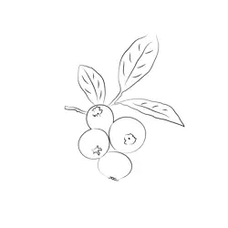 Close Up Blueberry Twig Free Coloring Page for Kids