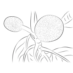 Bread Fruit Free Coloring Page for Kids