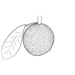 Breadfruit 1 1 Free Coloring Page for Kids