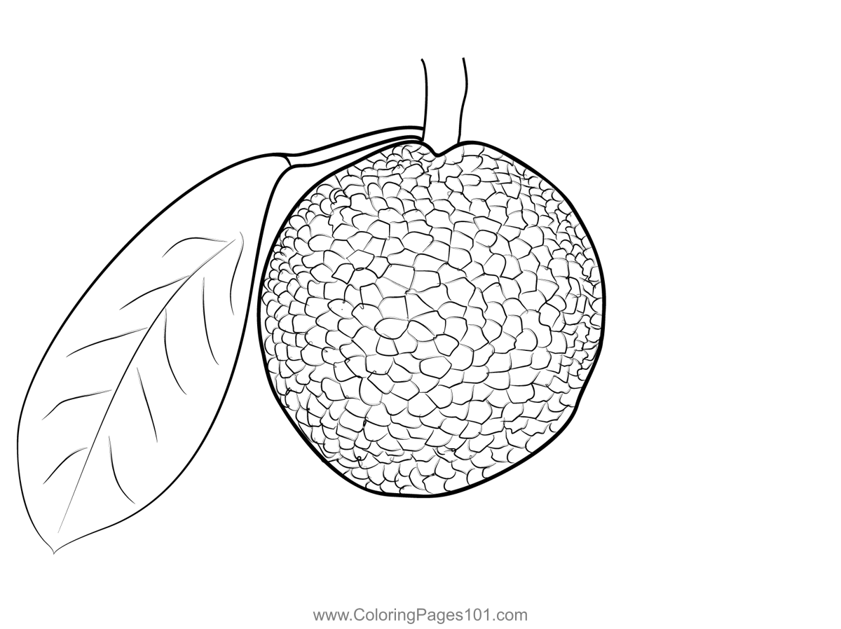 Breadfruit 1 1