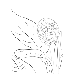 Breadfruit Male Female Free Coloring Page for Kids