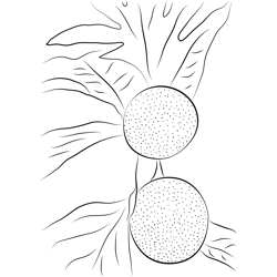 Breadfruit Tree Free Coloring Page for Kids