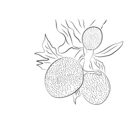 Breadfruit Free Coloring Page for Kids