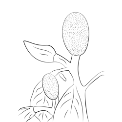 Jack Fruit Female Flower Free Coloring Page for Kids