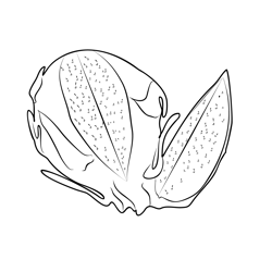Dragon Fruit 2 Free Coloring Page for Kids