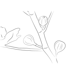 Fig Branch With Figs Free Coloring Page for Kids
