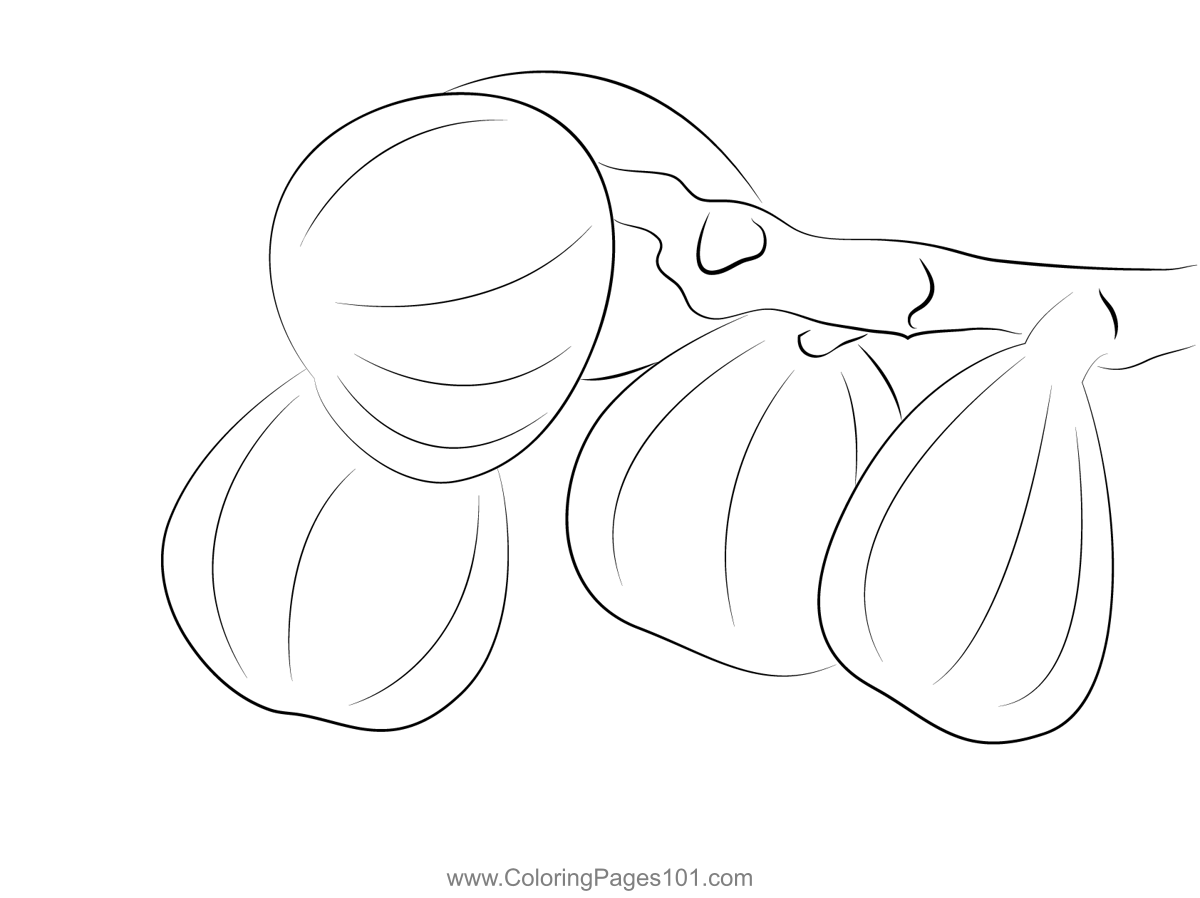 Fig Figs Coloring Page for Kids Free Fig Printable Coloring Pages