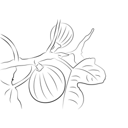 Fig Intree Free Coloring Page for Kids