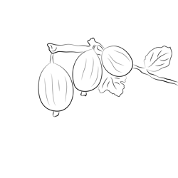 Green Gooseberry Free Coloring Page for Kids