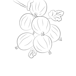 Gooseberry Free Coloring Page for Kids