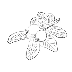Fresh Guava With Leaf Free Coloring Page for Kids