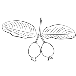 Green Guava Free Coloring Page for Kids
