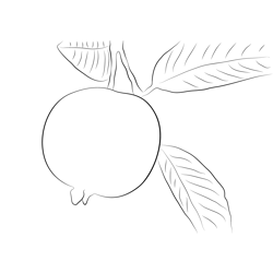 Guava On Tree Free Coloring Page for Kids