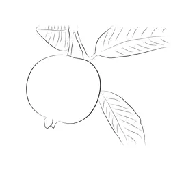 Guava On Tree Free Coloring Page for Kids