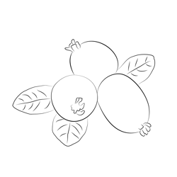 Guava See Free Coloring Page for Kids