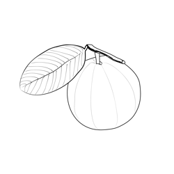 Guavas 1 Free Coloring Page for Kids