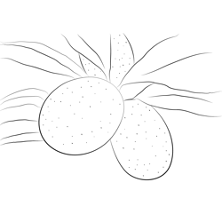 Kumquat Free Coloring Page for Kids