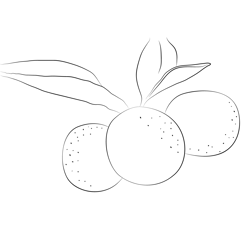 Kumquats Plant Free Coloring Page for Kids