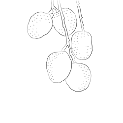 Lychee Fruit Tree For Sale Free Coloring Page for Kids