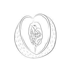 Melons Cantaloupe Free Coloring Page for Kids