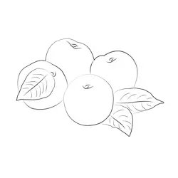 Fresh Peaches And Nectarines On Plate Free Coloring Page for Kids