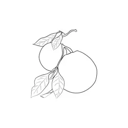 Oranges 1 Free Coloring Page for Kids