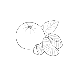 Oranges 3 Free Coloring Page for Kids