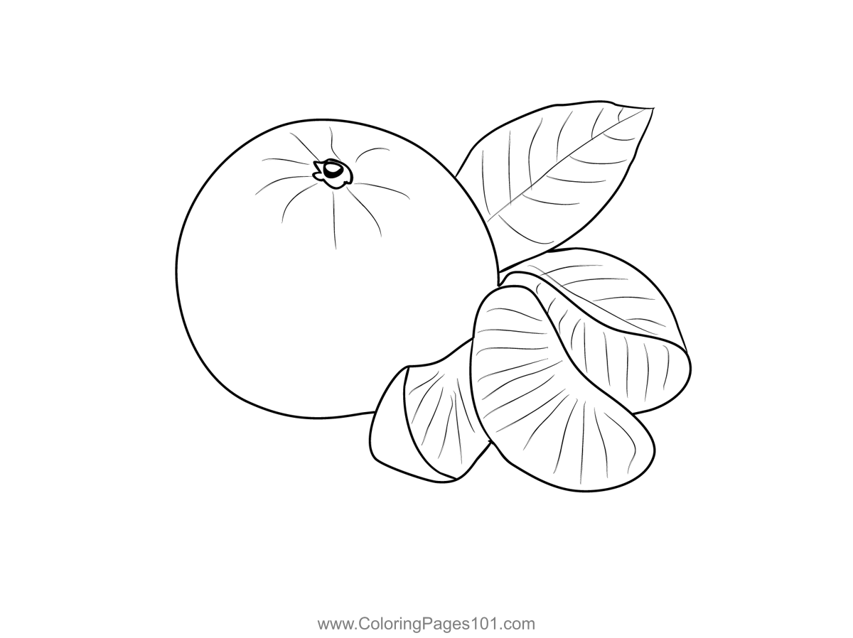 Oranges 3 Coloring Page for Kids - Free Orange Printable Coloring Pages