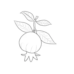 Pomegranate 1 1 Free Coloring Page for Kids