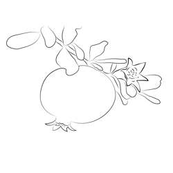 Pomegranate Whit Flower Free Coloring Page for Kids