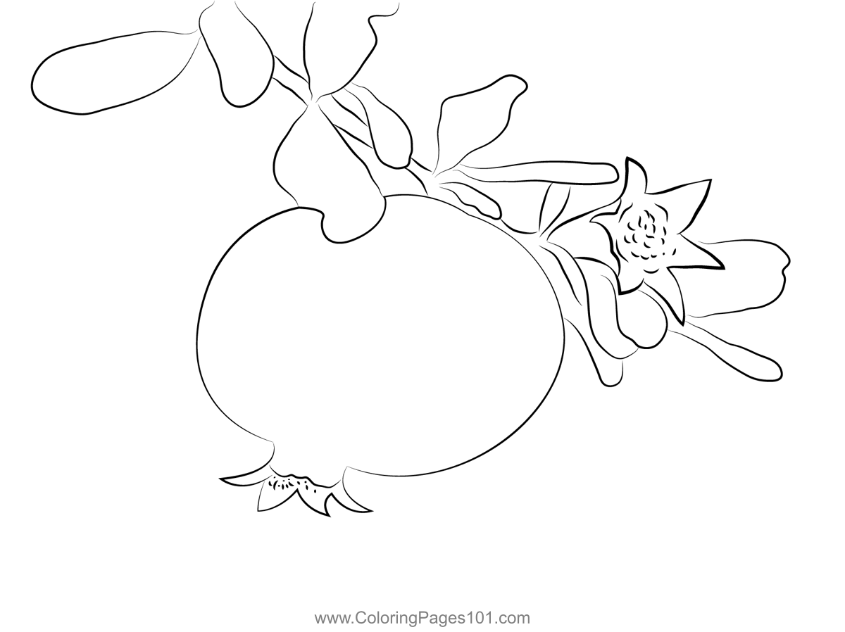 Pomegranate Whit Flower