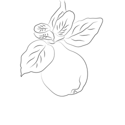 Quince Up Free Coloring Page for Kids