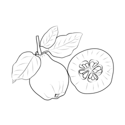 Quinces 2 Free Coloring Page for Kids