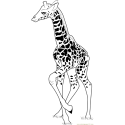Baby Giraffe Free Coloring Page for Kids