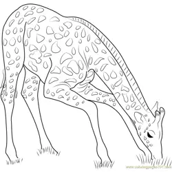 Giraffe Eating Grass Free Coloring Page for Kids