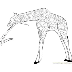 Giraffe Relaxing Free Coloring Page for Kids