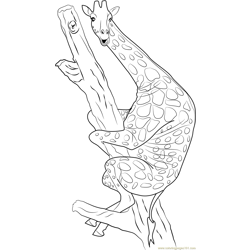 Giraffe Sitting on Tree Free Coloring Page for Kids