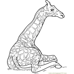 Giraffe Sitting Free Coloring Page for Kids