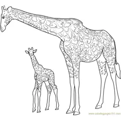 Giraffe with Baby Free Coloring Page for Kids