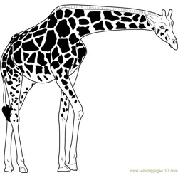 Masai Giraffe Free Coloring Page for Kids