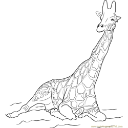 Rothschild Giraffe Free Coloring Page for Kids